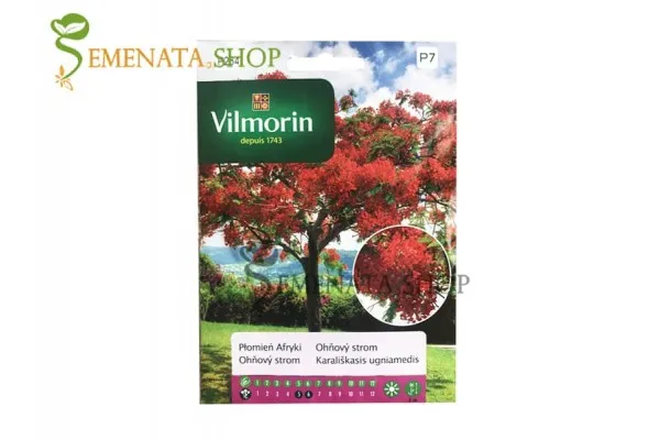 Семена на Огнено дърво - Delonix Regia (Делоникс)