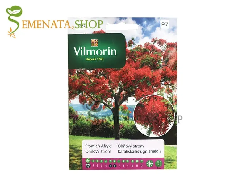 Семена на Огнено дърво - Delonix Regia (Делоникс)