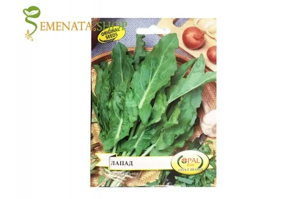 Качествени семена на Лапад  - Rumex patientia или още Лупош