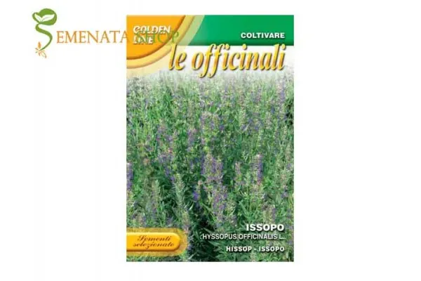 Семена на Исоп (Хизоп) една от най-древните билки Hyssopus officinalis