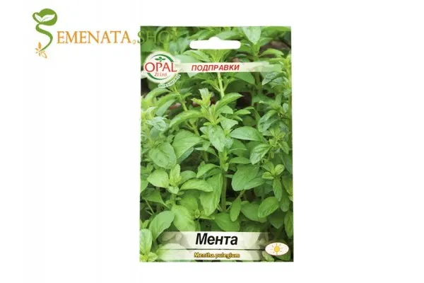Семена от ароматна Мента (Mentha pulegium)