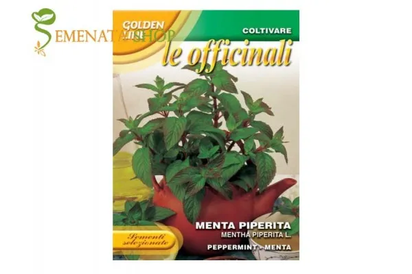 Семена на Мента Пиперита - билка Mentha Piperita свежа и ароматна