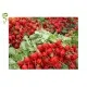 Семена на репички Селеста F1 (Celesta F1) - уникално вкусни и хрупкави