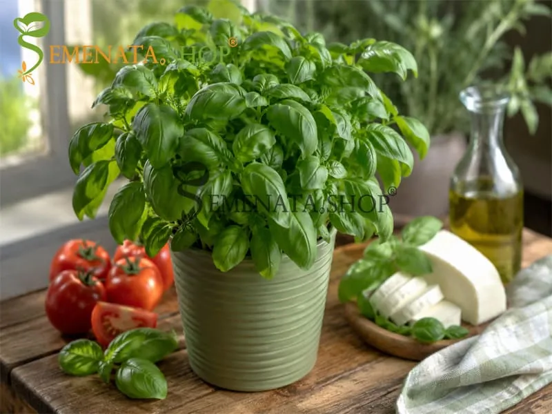 Семена на Босилек – ароматна класика за кухнята и дома - Ocimum basilicum