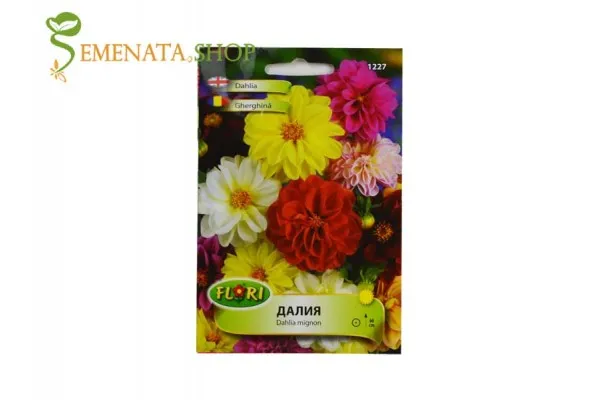 Семена на Далия (Гергина) - Dahlia mignon височина до 60 см