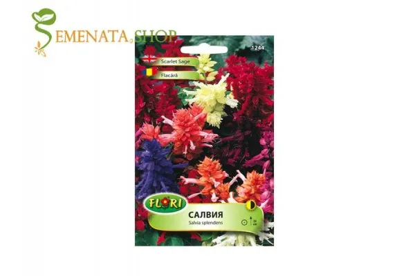 Семена на Пламъче (Салвия, Salvia splendens) - микс
