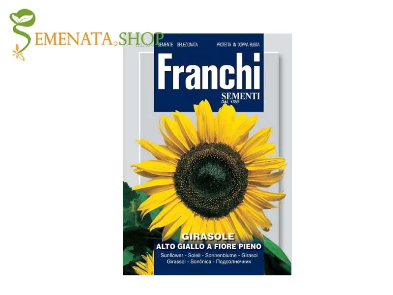 Семена на жълт Слънчоглед (Helianthus sp.)