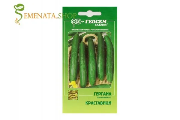 Сортови семена на краставици Гергана - Геосемселект