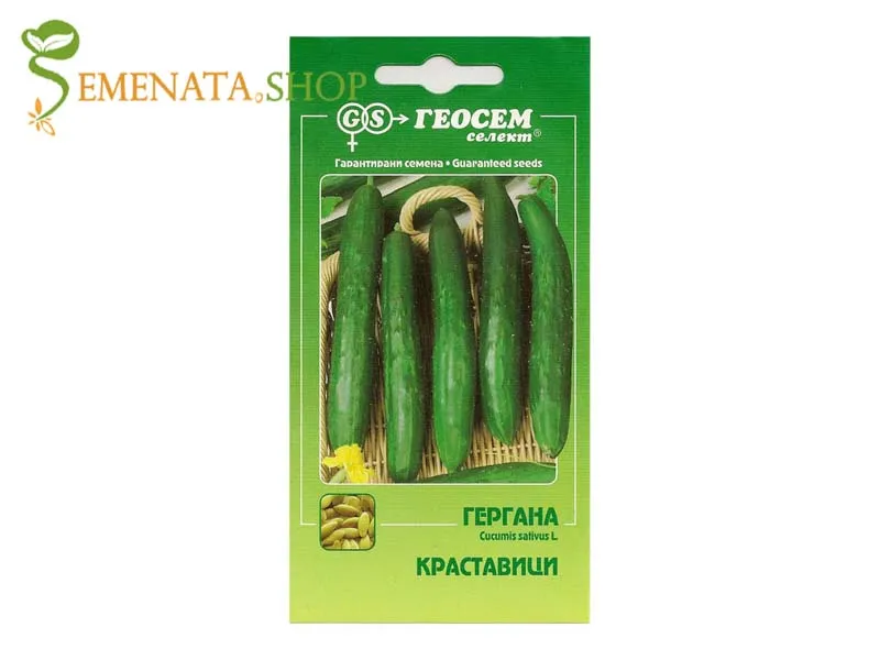 Сортови семена на краставици Гергана - Геосемселект