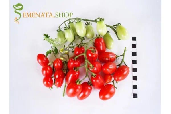 Семена на домати Аля ИЗК Марица - чери с приятен вкус и висок добив