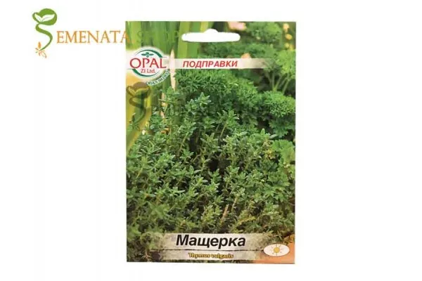 Семена на мащерка (Thymus) - страхотен аромат и лесно засяване