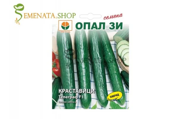 Семена на дългоплодна краставица Телеграф F1 - дълга и много вкусна