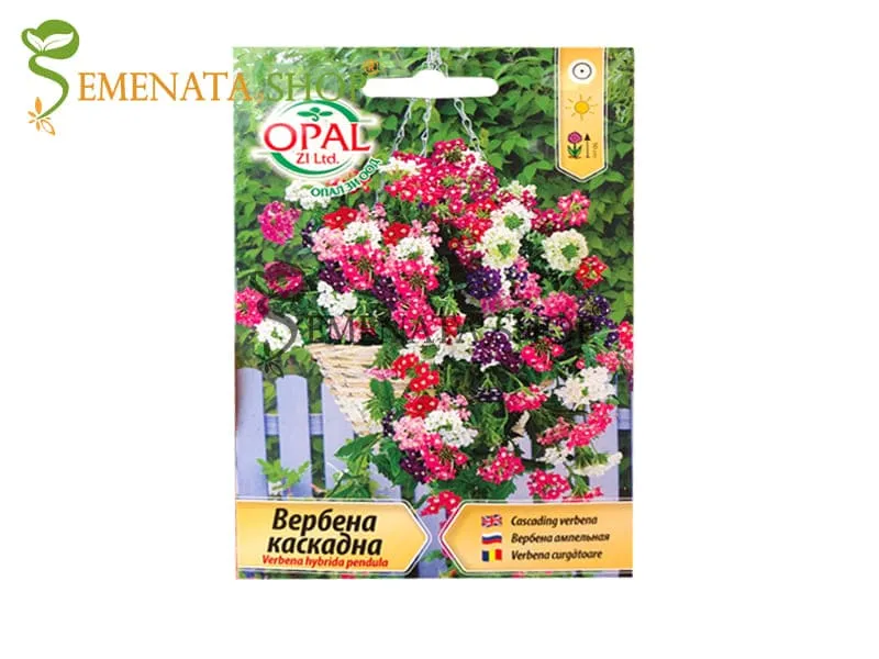 Семена на каскадна Вербена (Върбинка) - Verbena X hybrida