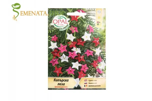 Семена на Кипърска лоза – Ipomea Pennata
