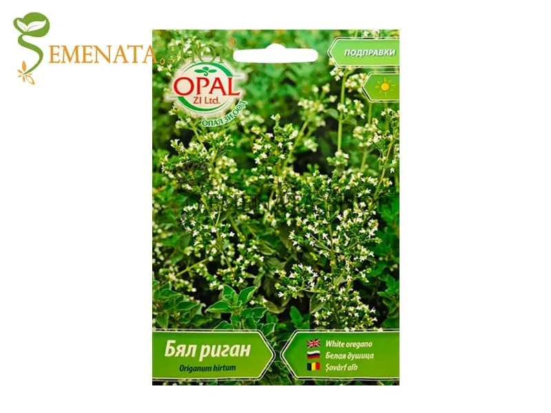 Семена на бял Риган (гръцки Риган) - изключително наситен аромат