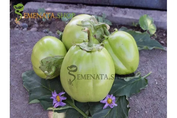 Уникални семена на български патладжан зелен - страхотен вкус без горчивина (нов за 2018)