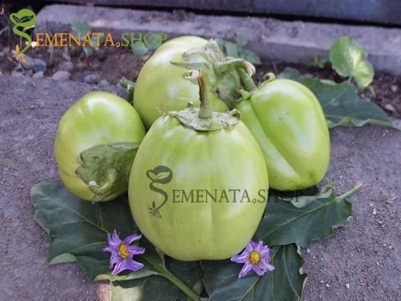 Уникални семена на български патладжан зелен - страхотен вкус без горчивина (нов за 2018)