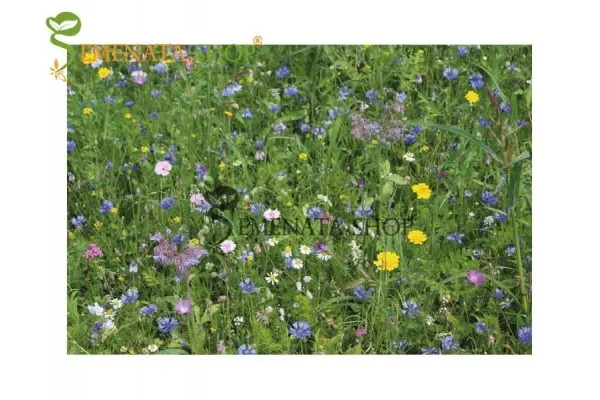 Страхотен микс от семена на многогодишни цветя диви и ароматни - Wildblumen
