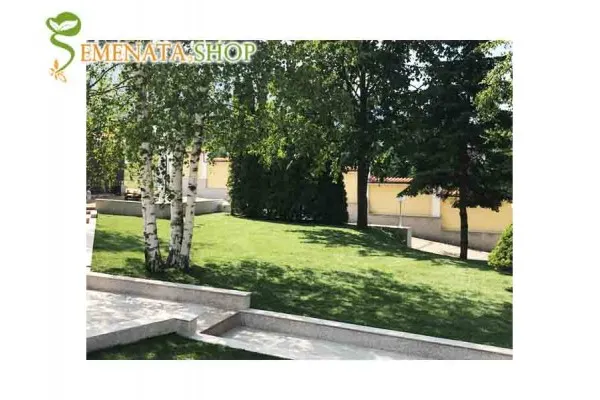 Елегантна тревна смеска за сухи терени Култивиран троскот (Бермуда грас, Cynodon dactylon) 1 кг за 100 кв.м