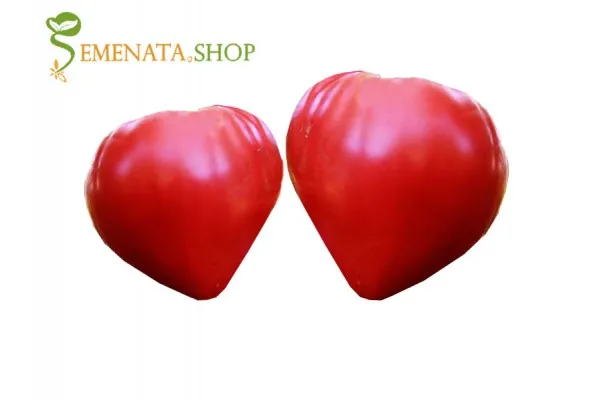 Семена на домати Алено сърце ИЗК Марица - червен гигант с уникален вкус